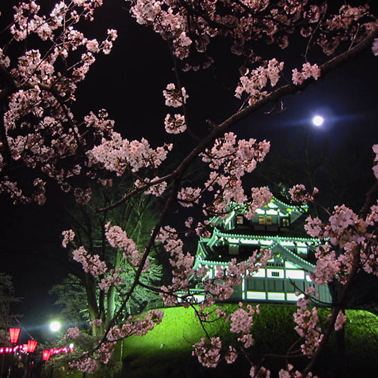 高田の夜桜と月光