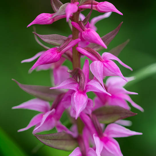 ハクサンチドリ