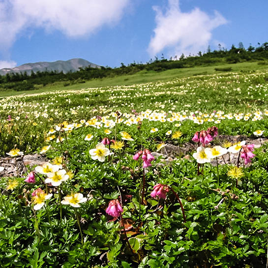 お花畑　白馬大池