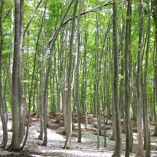 松之山　美人林